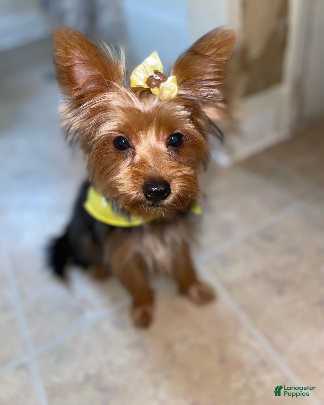 Yorkshire Terrier dogs for sale: Angel - Image 4
