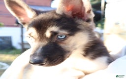 Gerberian Shepsky dogs for sale: Finn - Image 2