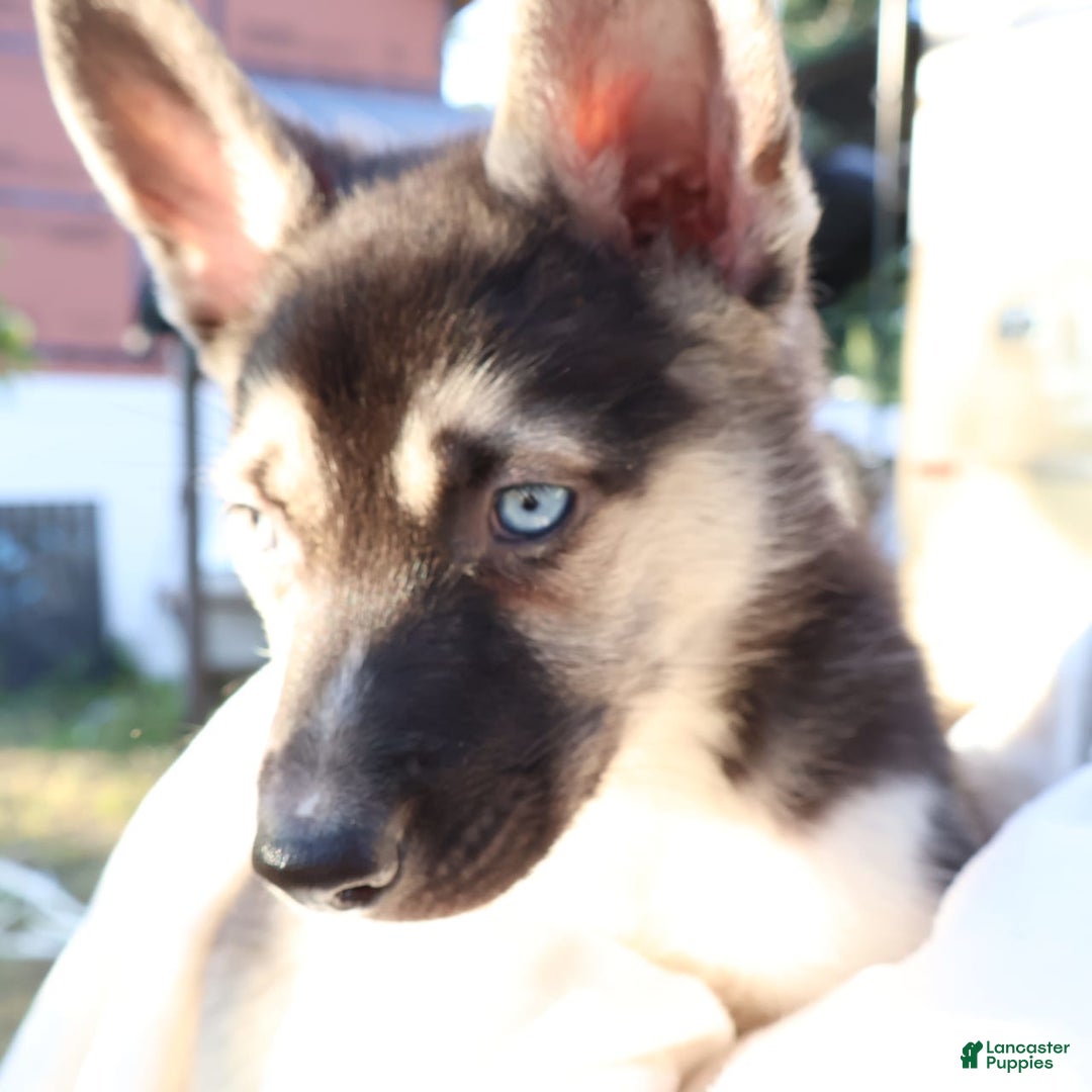 Gerberian Shepsky dogs for sale: Finn - Image 2