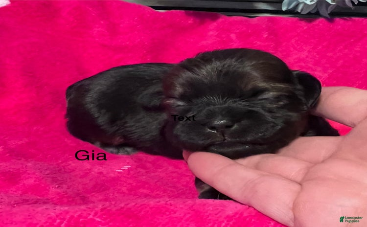 Shih Tzu dogs for sale - Ad 4