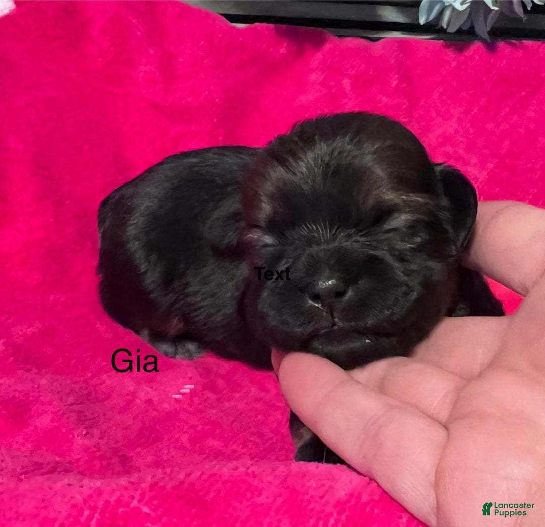 Shih Tzu dogs for sale: Gia - Image 1