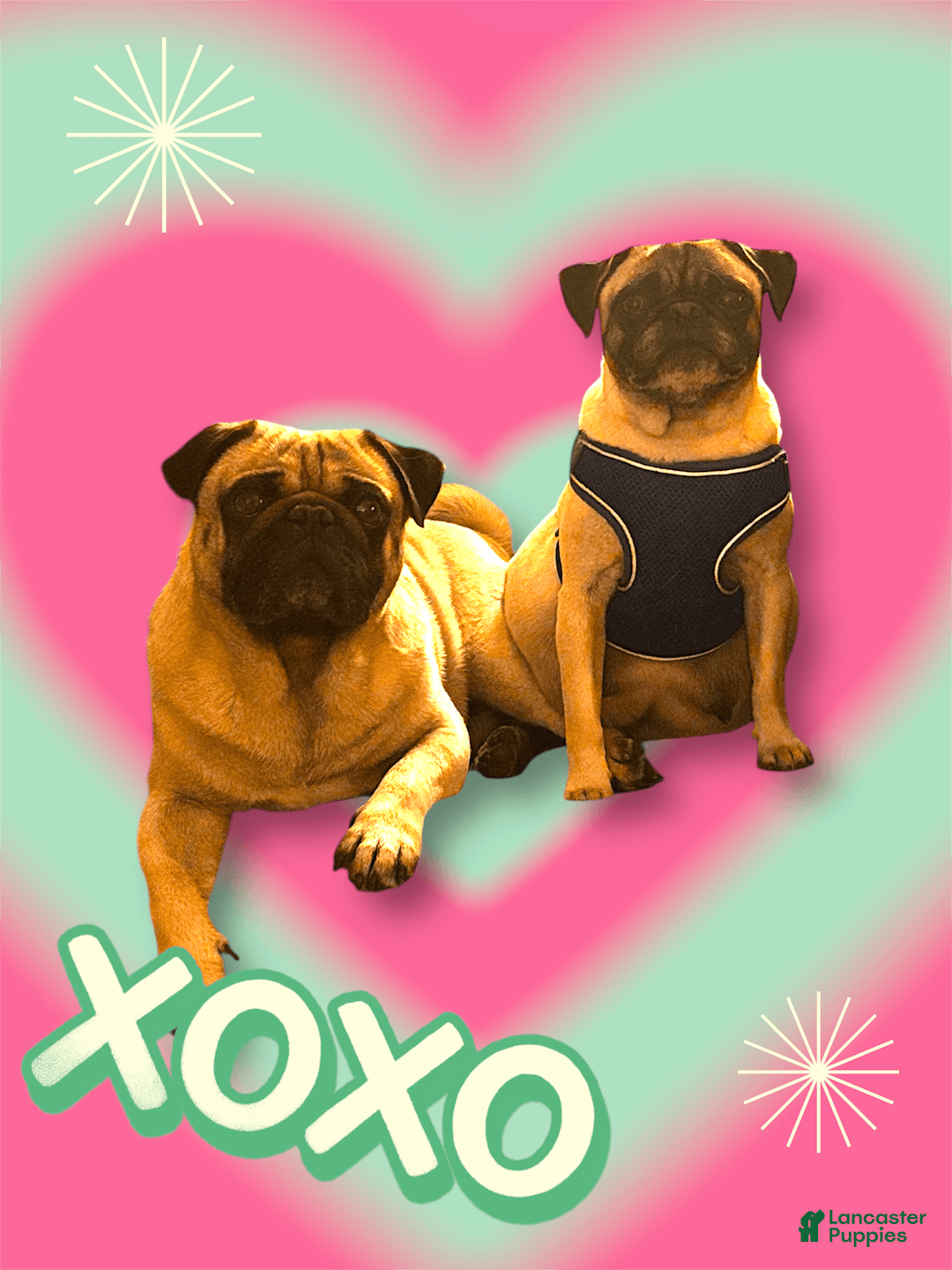 Pug dogs for sale: Pink - Image 6