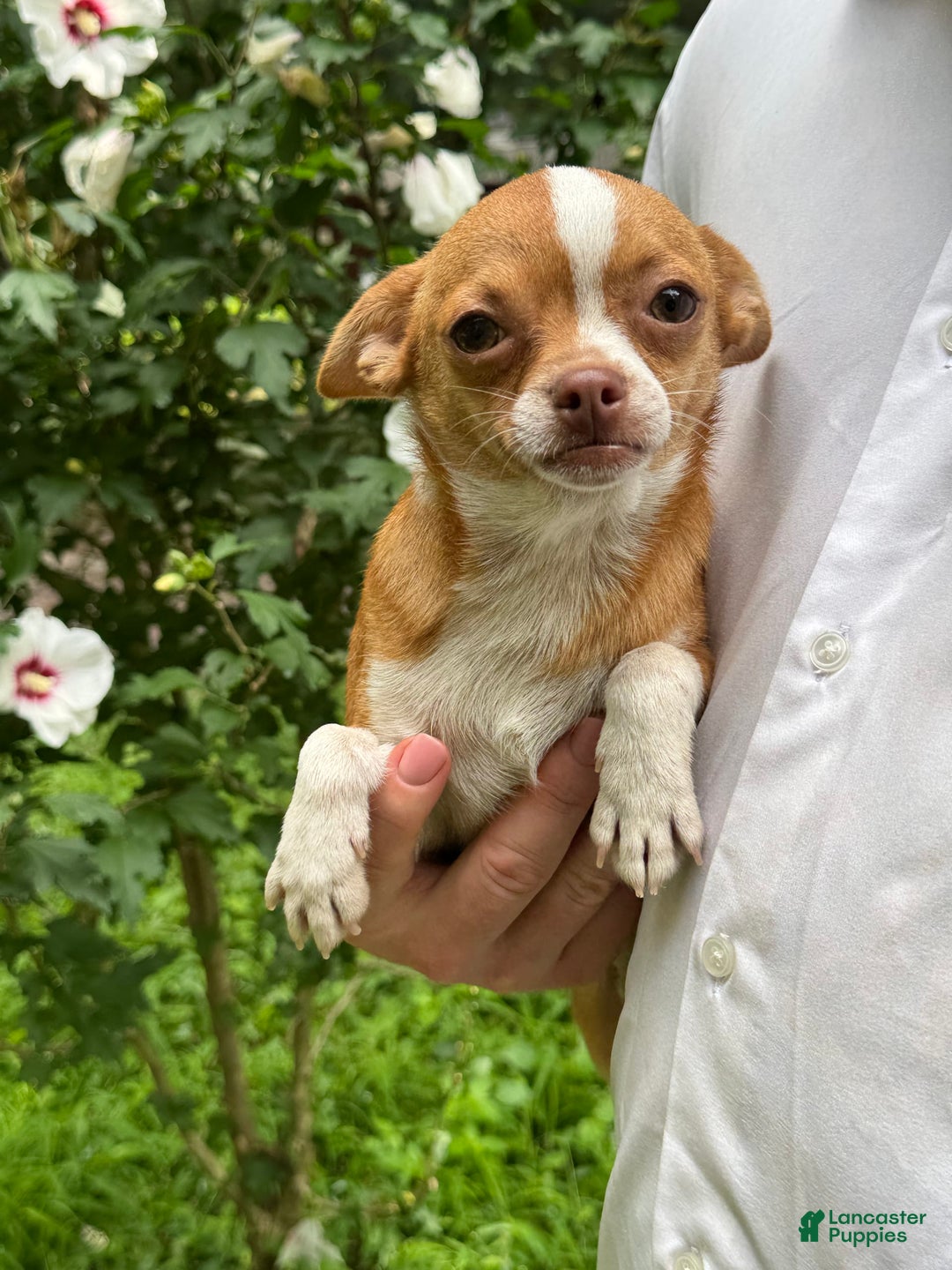 Chihuahua dogs for sale: Chihuahua 2 puppies - Image 1