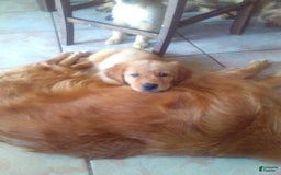 Golden Retriever dogs for sale: Golden Retriever 9 puppies - Image 2