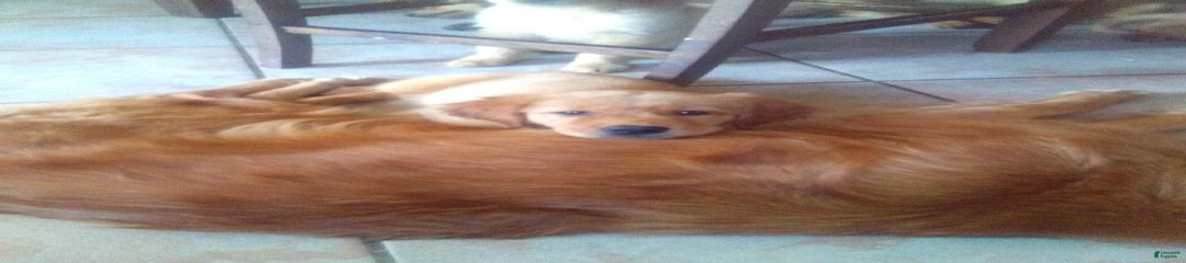 Sarge