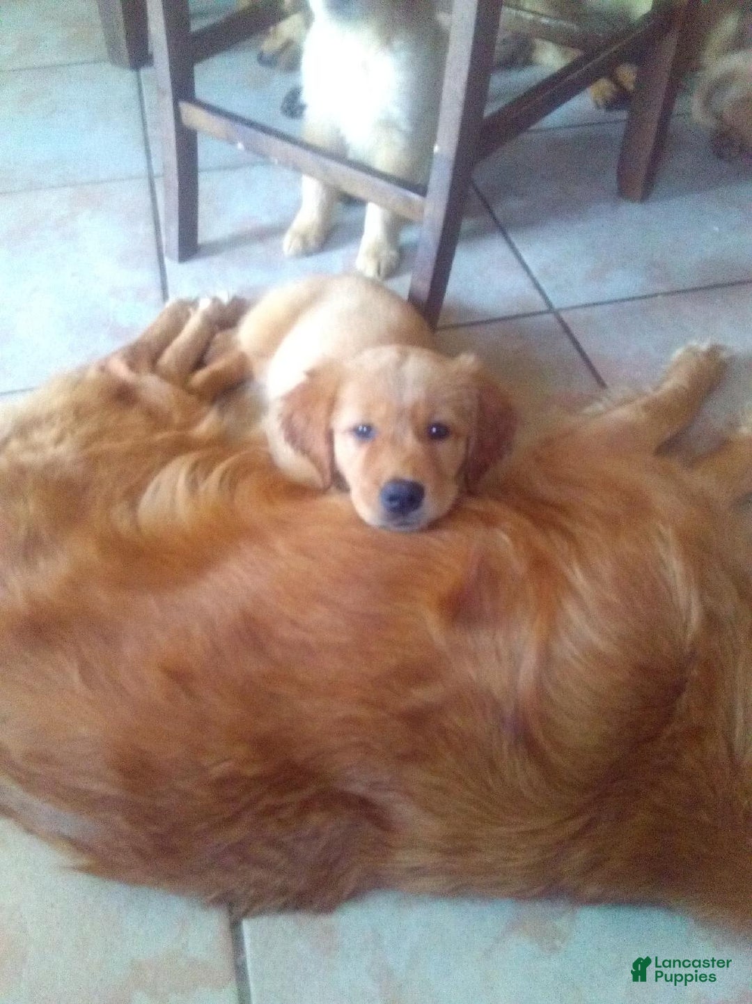 Golden Retriever dogs for sale: Golden Retriever 9 puppies - Image 2