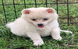 Alaskan Klee Kai dogs for sale: Fluffy Lil Tiki - Image 2