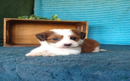 Havanese dogs for sale: Stella - Image 5