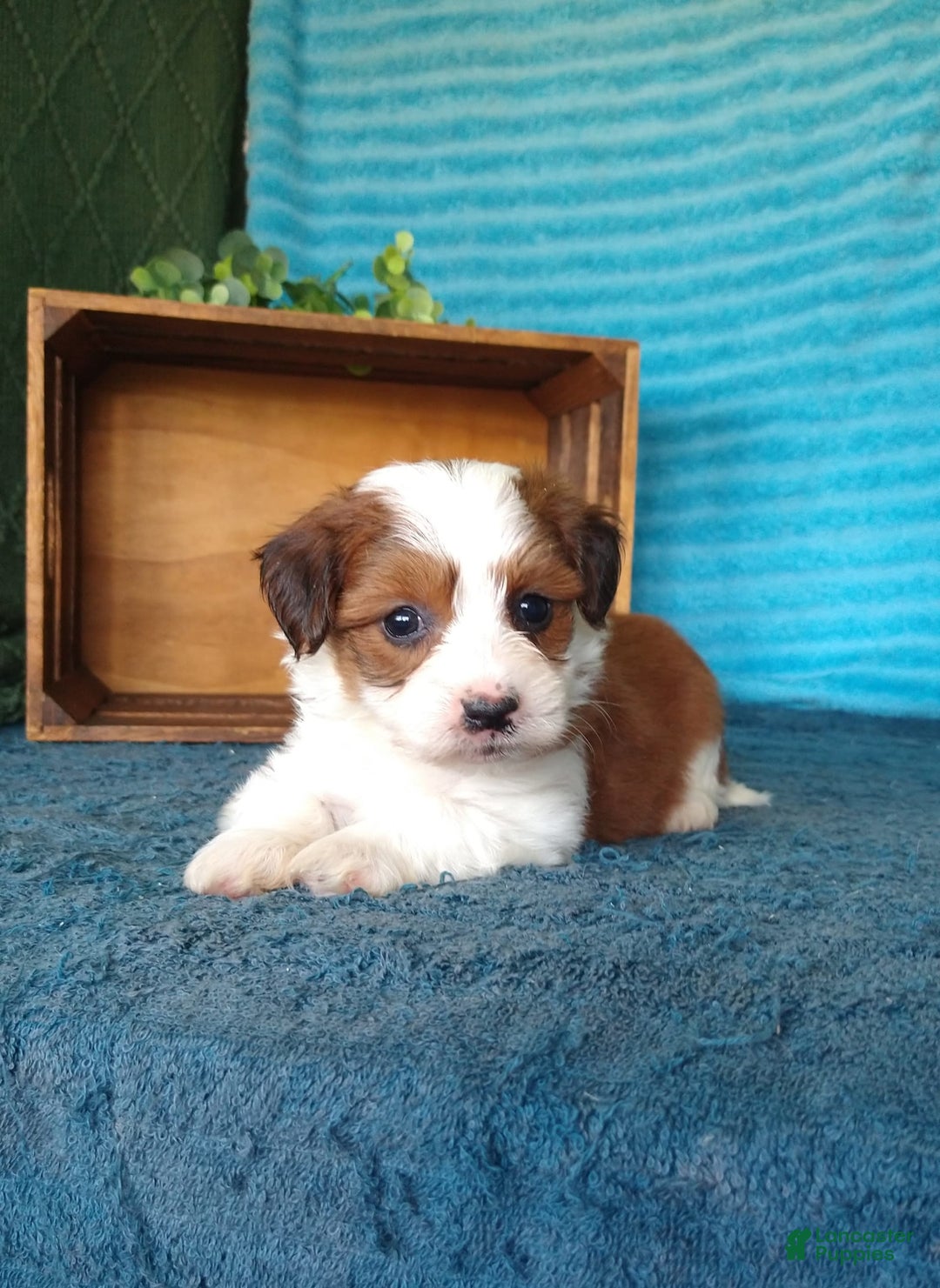 Havanese dogs for sale: Stella - Image 5