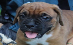 Boxer dogs for sale: River - Image 6