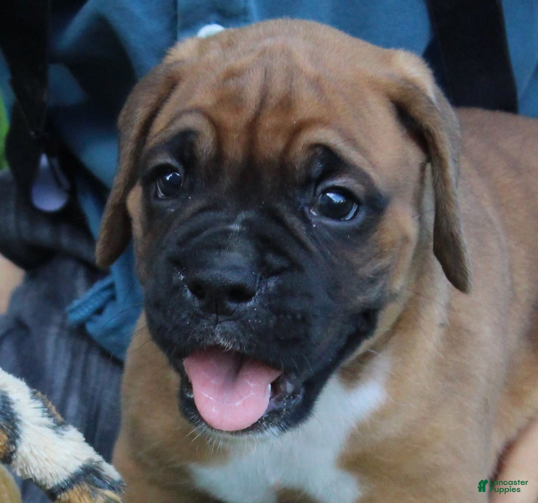 Boxer dogs for sale: River - Image 6
