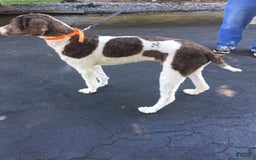 Labradoodle dogs for sale: Toby - Image 8
