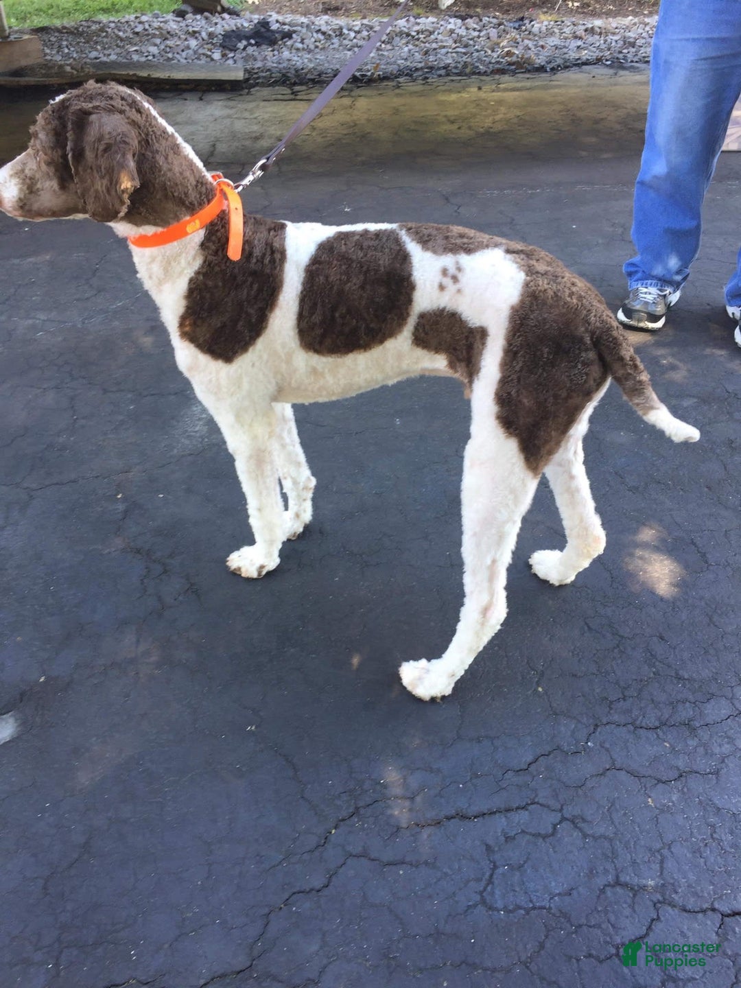 Labradoodle dogs for sale: Toby - Image 8