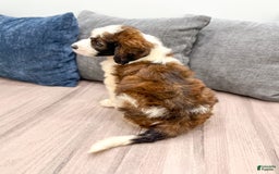 Saint Berdoodles dogs for sale: Sasha - Image 3