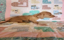 Miniature Dachshund dogs for sale: Cora - Image 12