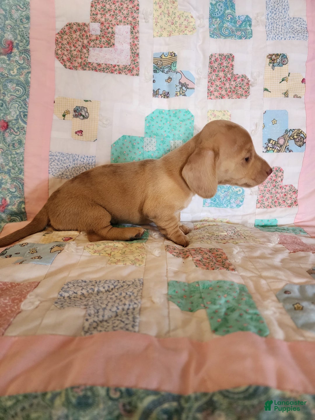 Miniature Dachshund dogs for sale: Cora - Image 12