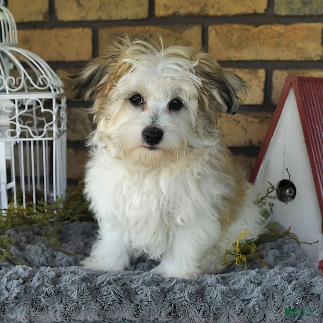 Havapoo dogs for sale: Toby - Image 8