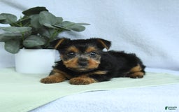 Yorkshire Terrier dogs for sale: Echo - Image 2