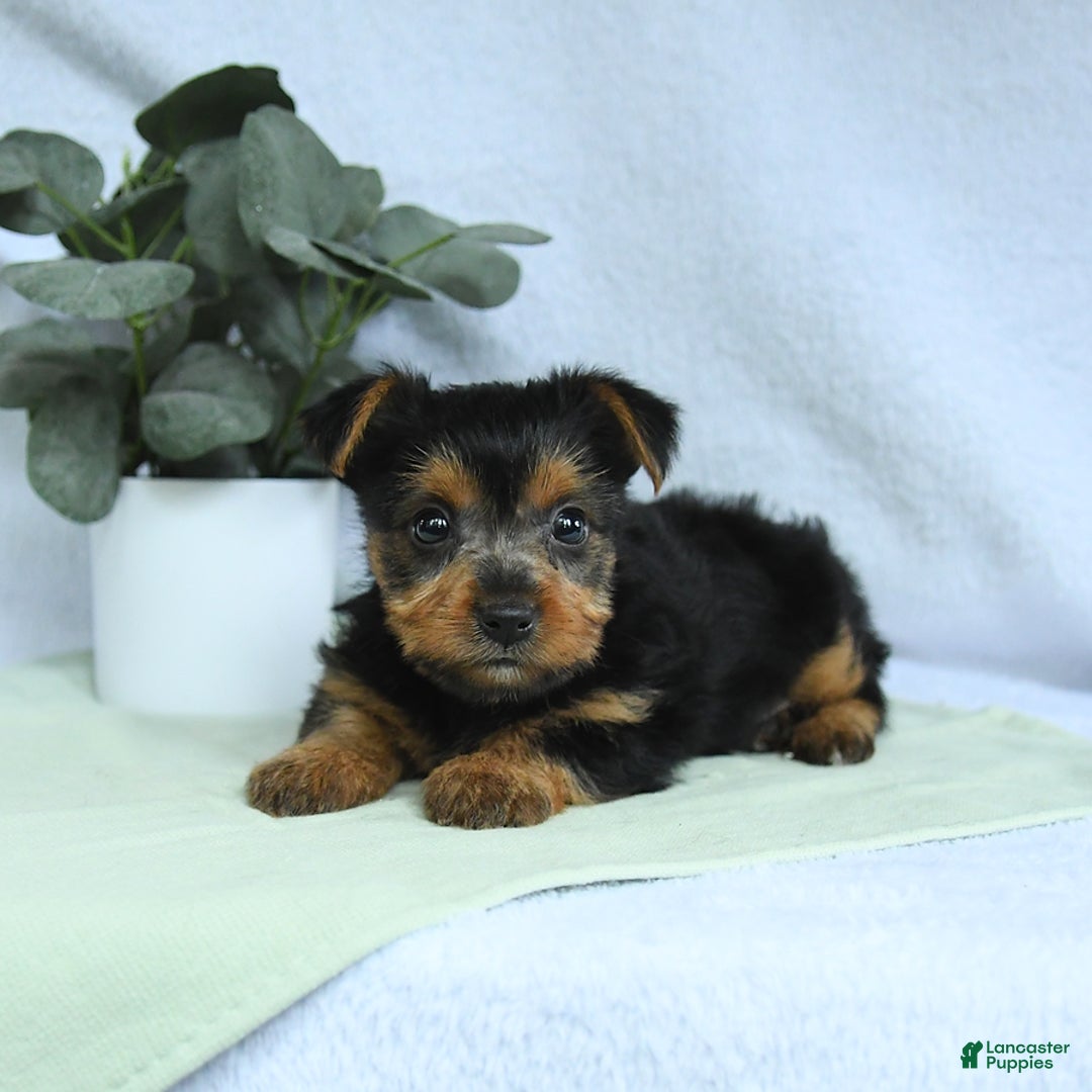 Yorkshire Terrier dogs for sale: Echo - Image 2