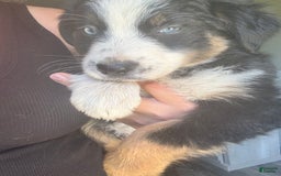 Australian Shepherd dogs for sale: Ace - Image 3
