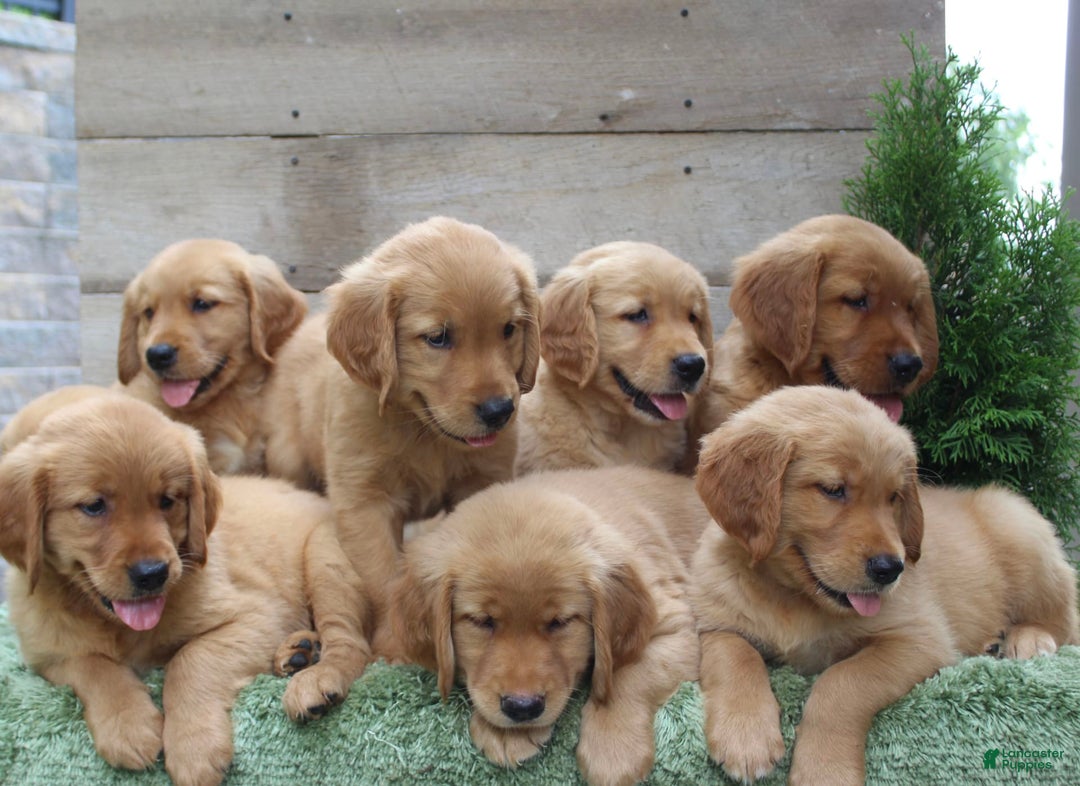 Golden Retriever dogs for sale: Mitsy - Image 7