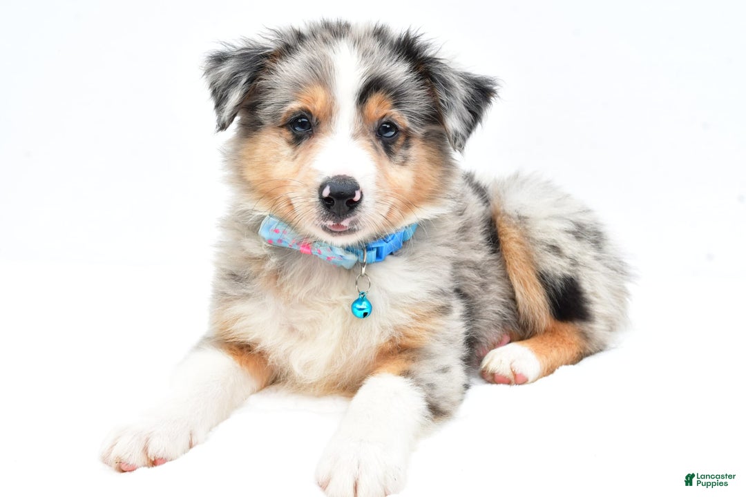 Australian Shepherd dogs for sale: Ronnie - Image 7