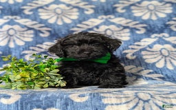 Yorkiepoo dogs for sale: Logen Toy Size - Image 5