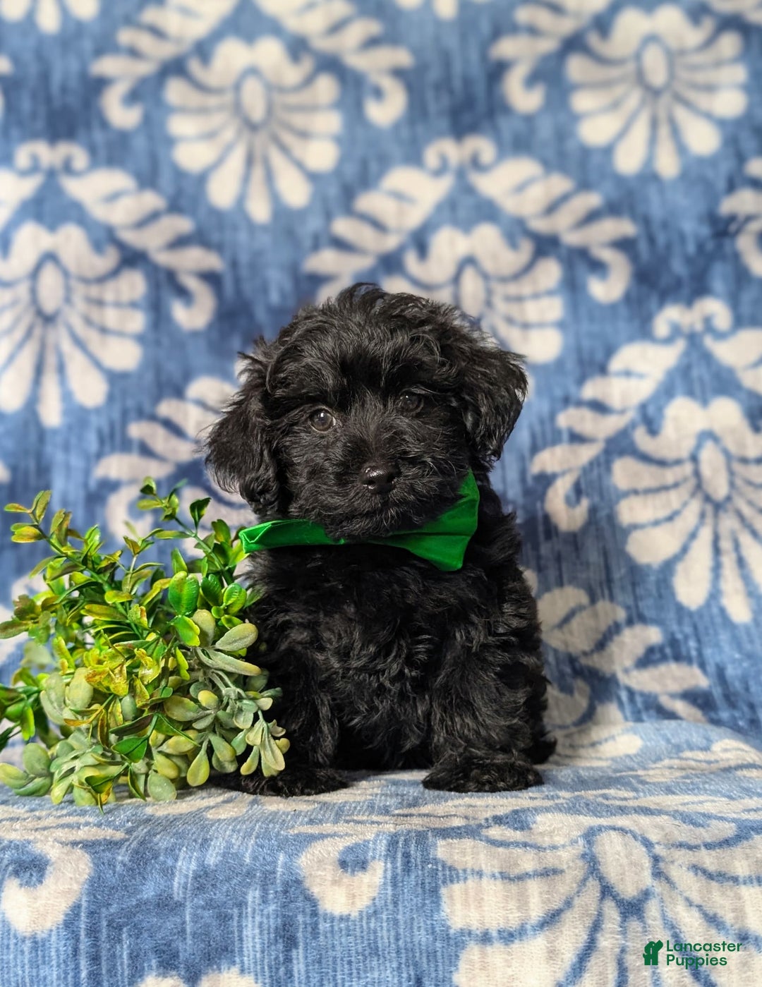 Yorkiepoo dogs for sale: Logen Toy Size - Image 5