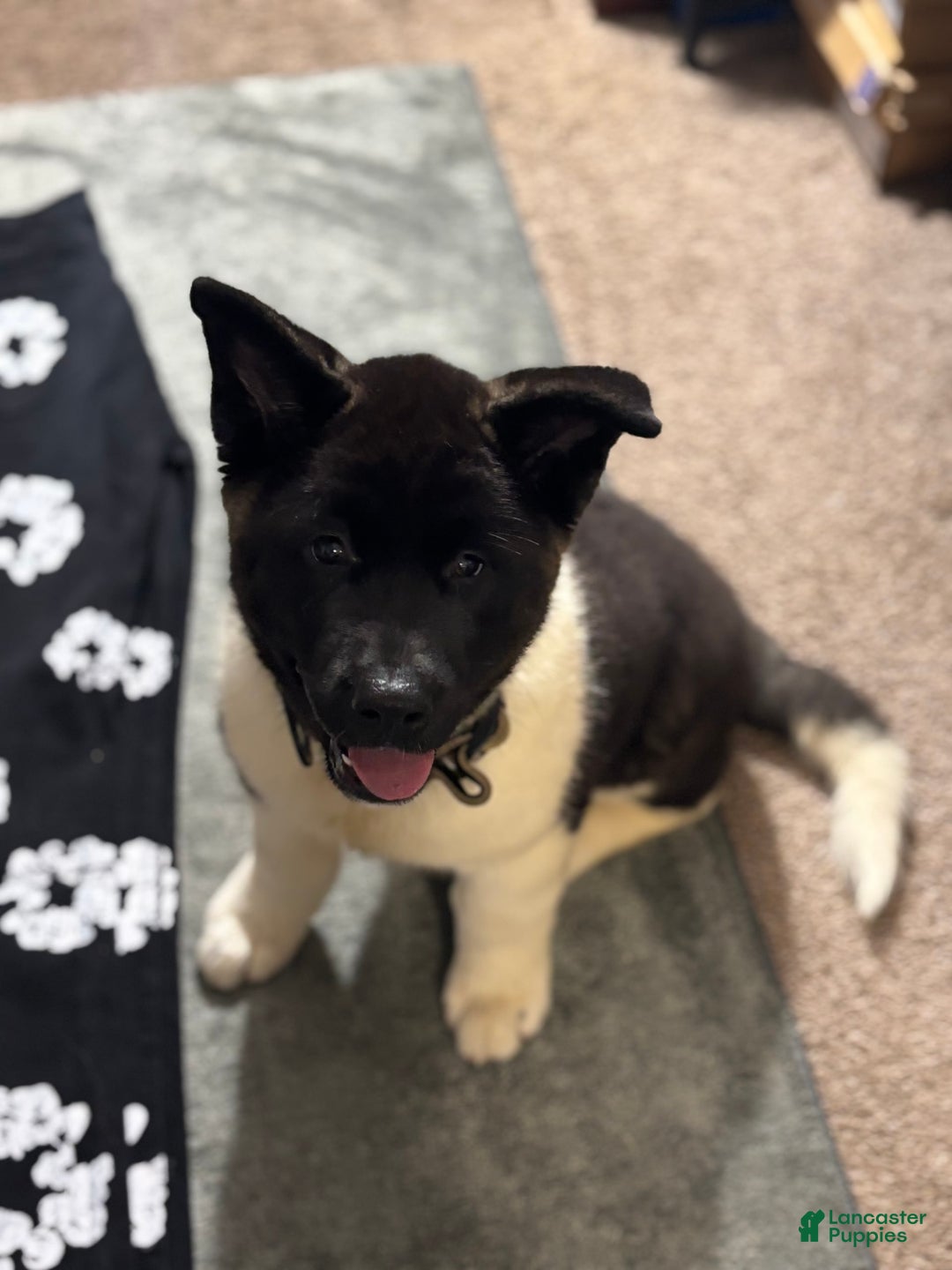 Akita dogs for sale: Akrio - Image 1
