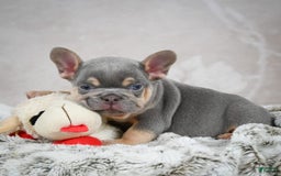 French Bulldog dogs for sale: French Bulldog 6 puppies - Image 43