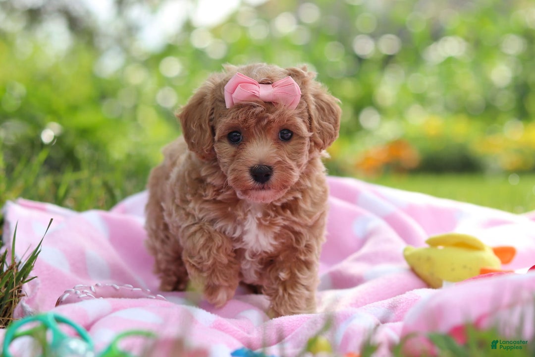 Havapoo dogs for sale: Tabby - Image 2