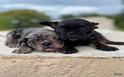 French Bulldog dogs for sale: Hugo - Image 2
