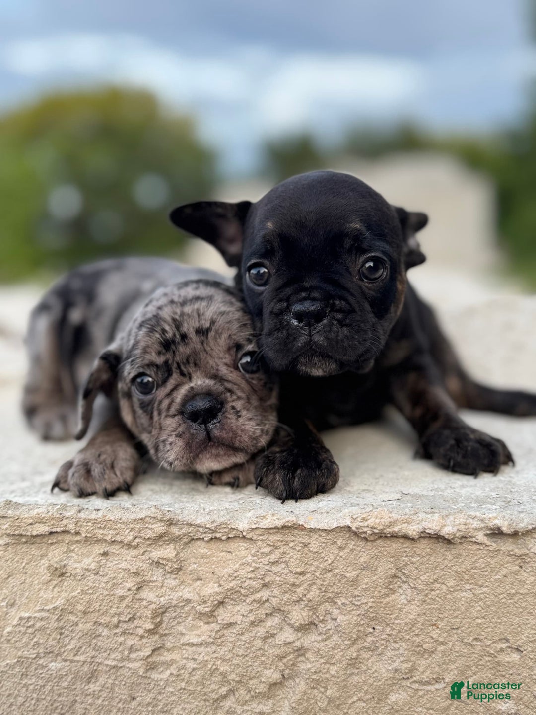 French Bulldog dogs for sale: Hugo - Image 2