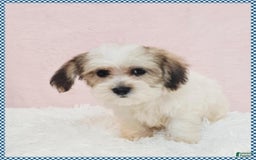 Morkie dogs for sale: Griffin - Image 2