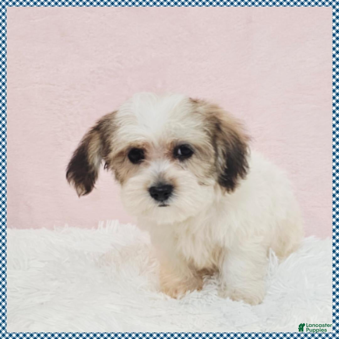 Morkie dogs for sale: Griffin - Image 2