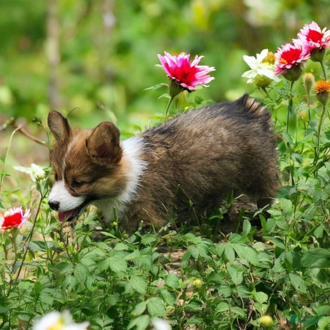 Welsh Corgi Pembroke dogs for sale: Trey Fluffy - Image 11