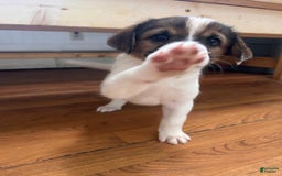 Australian Cattle Dog dogs for sale: Bella - Image 6