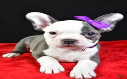 Frenchton dogs for sale: Faye - Image 1
