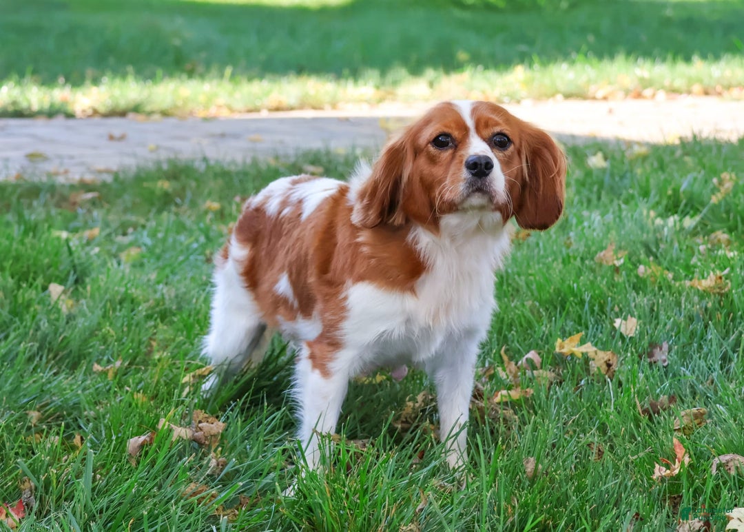 Cavalier King Charles Spaniel dogs for sale: Keisha - Image 3