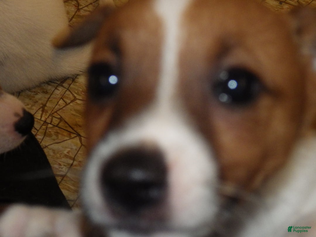 Jack Russell Terrier dogs for sale: Fillmore - Image 24