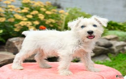 Miniature Schnauzer dogs for sale: Rivers - Image 3