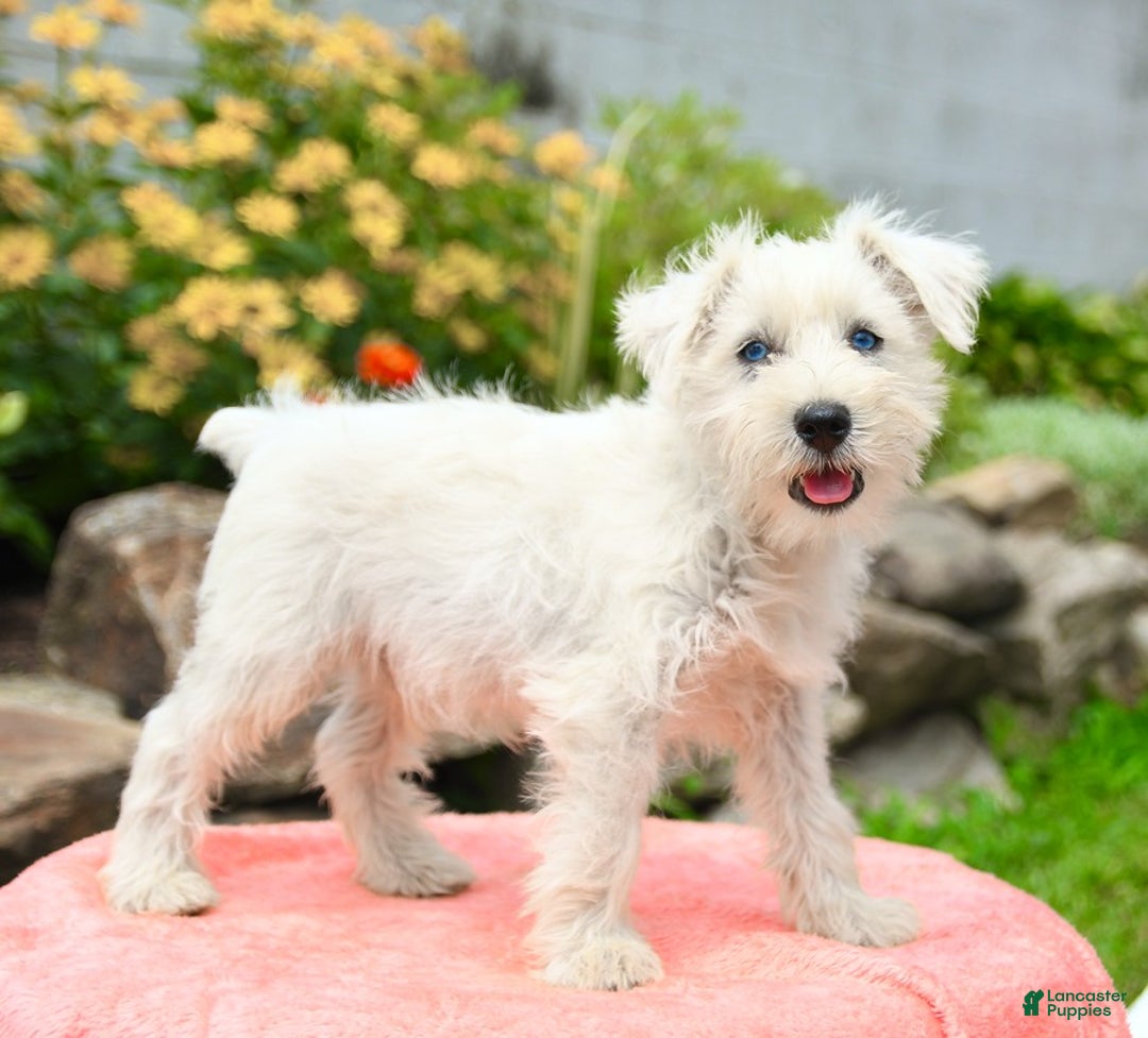 Miniature Schnauzer dogs for sale: Rivers - Image 3