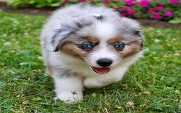Miniature Australian Shepherd dogs for sale: Ottis - Image 8