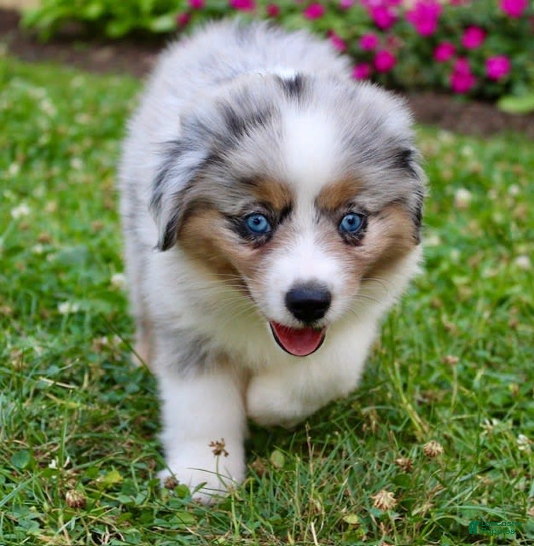 Miniature Australian Shepherd dogs for sale: Ottis - Image 8