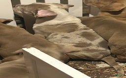 American Bully dogs for sale: Hot Head / Deja Vu - Image 14