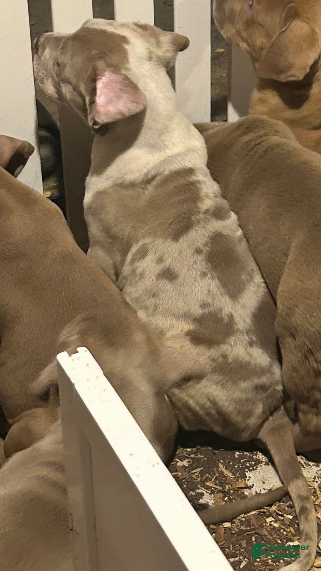 American Bully dogs for sale: Hot Head / Deja Vu - Image 14
