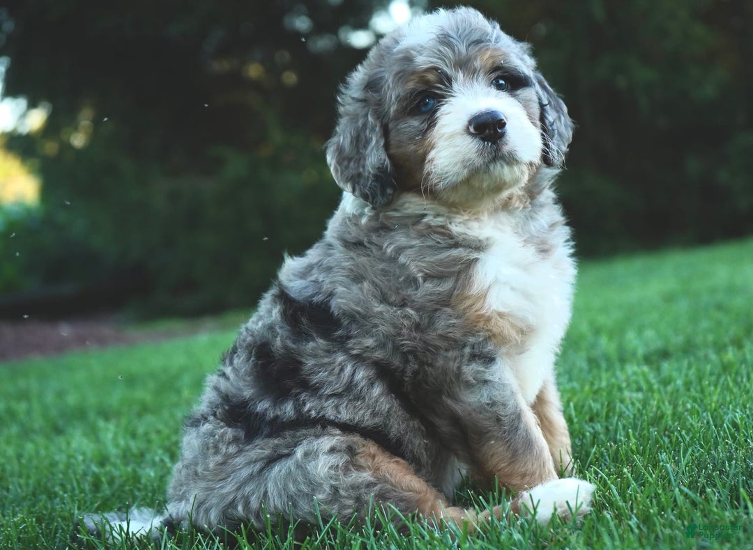 Bernedoodle dogs for sale: Max - Image 2