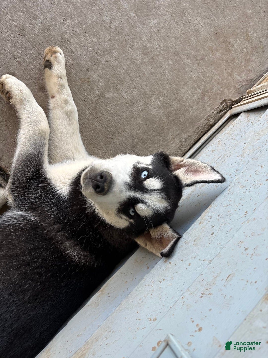 Siberian Husky dogs for sale: Koda - Image 1