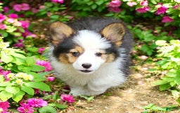 Welsh Corgi Pembroke dogs for sale: Trixie Fluffy - Image 9