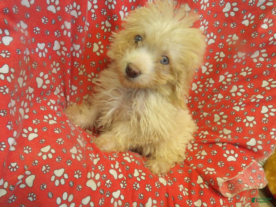 Aussiedoodle dogs for sale: RUNTZ - Image 4